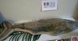 アマゾンの木彫と原石、魚化石展写真